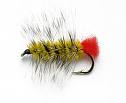 wooly-worm