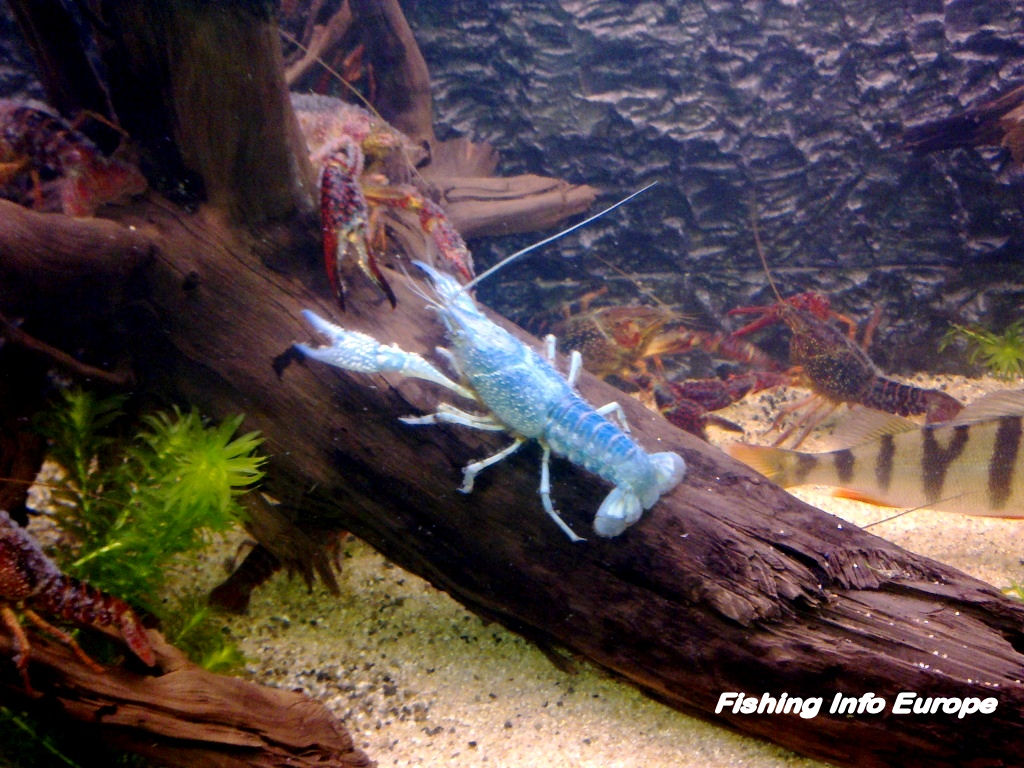 blauwe rivierkreeft