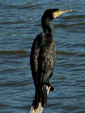 aalscholver