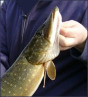kiewgreep snoek